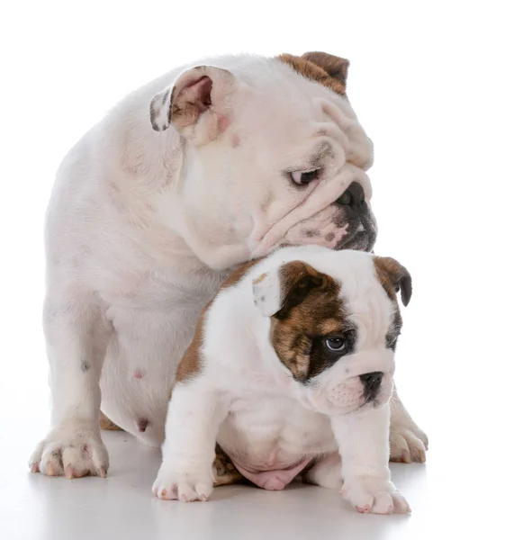 Mãe e filho cães — Fotografia de Stock