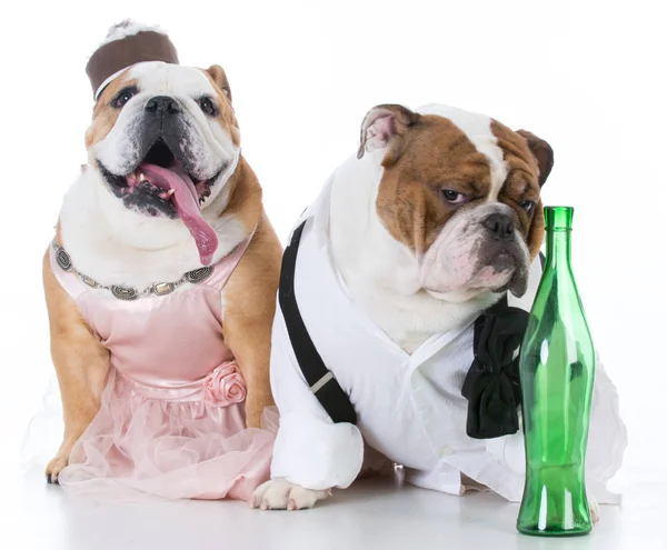 Drunk dog couple — Stock Photo, Image