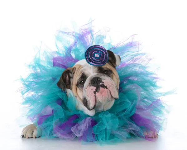 Female english bulldog — Stock Photo, Image