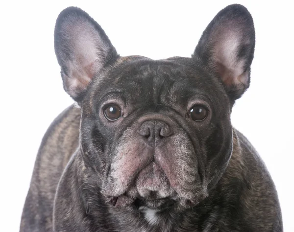 Brindle french bulldog — Stock Photo, Image
