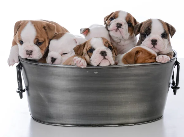 Ninhada de sete cachorros — Fotografia de Stock