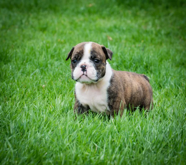 Puppy outside for first time — Stock Photo, Image