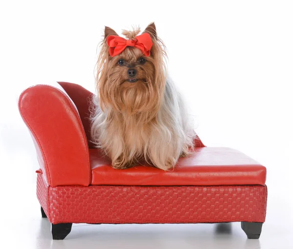 Yorkshire terrier pies łóżko — Zdjęcie stockowe