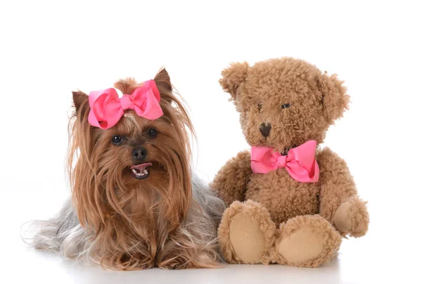 Bonito yorkshire terrier com urso — Fotografia de Stock