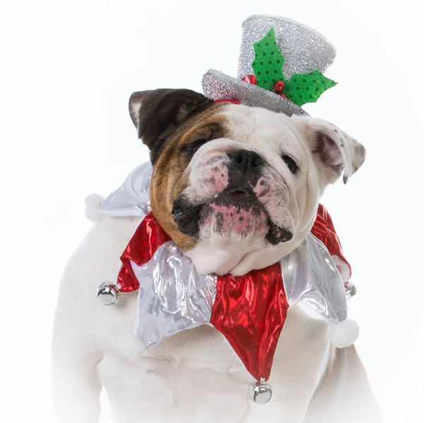 Noel için giyinmiş köpek