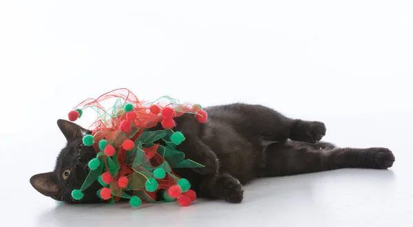 Gatinho de Natal preto — Fotografia de Stock