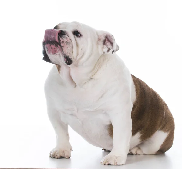 Bulldog inglese femminile — Foto Stock