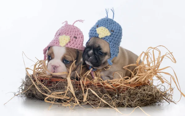 Dois cachorros vestidos como pássaros — Fotografia de Stock