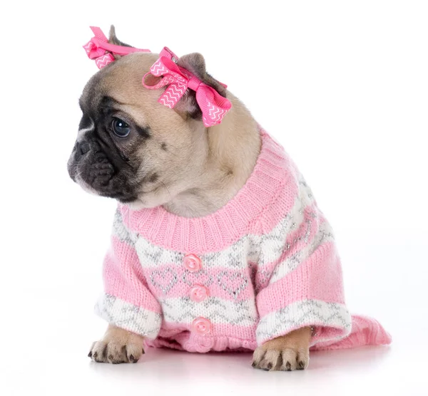 Female french bulldog — Stock Photo, Image