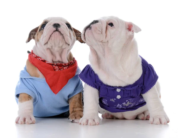 Male and female puppy — Stock Photo, Image