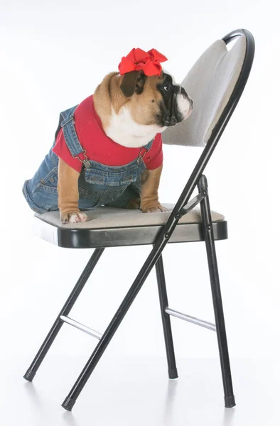 Собака сидит на стуле — стоковое фото
