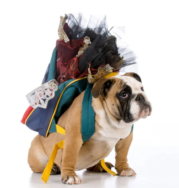 Dog ready for dance class — Stock Photo, Image