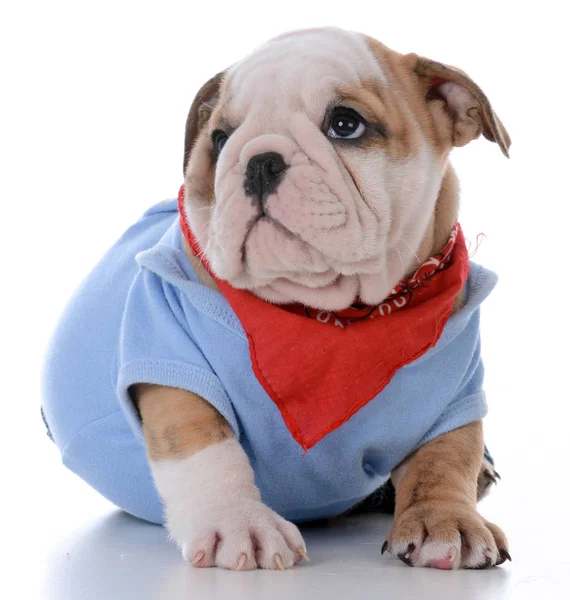 Maschio bulldog cucciolo — Foto Stock