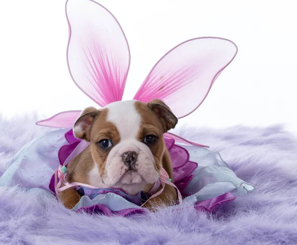 Cute female bulldog — Stock Photo, Image