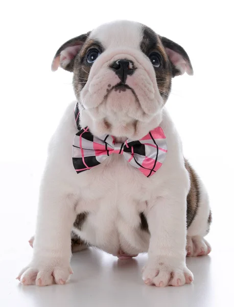 Cute male puppy — Stock Photo, Image