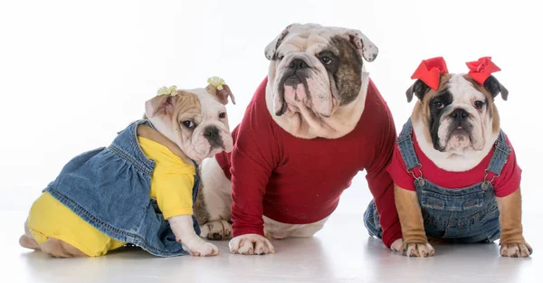Familie van honden — Stockfoto