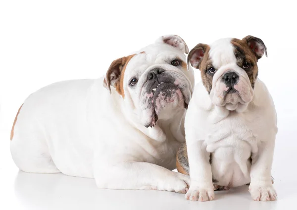 Adult and puppy bulldog — Stock Photo, Image