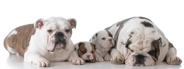 Família de cães com filhotes — Fotografia de Stock