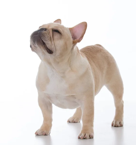 Bulldog francés masculino —  Fotos de Stock