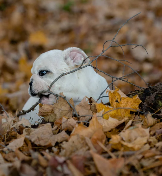 Puppy playing outside in autumn — Stock Photo, Image