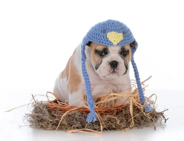 Schattige puppy in een vogelnest — Stockfoto