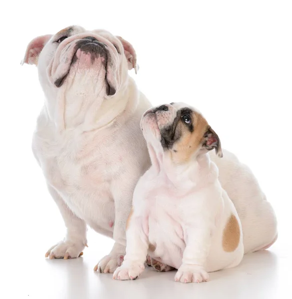 Mãe e filho cães — Fotografia de Stock