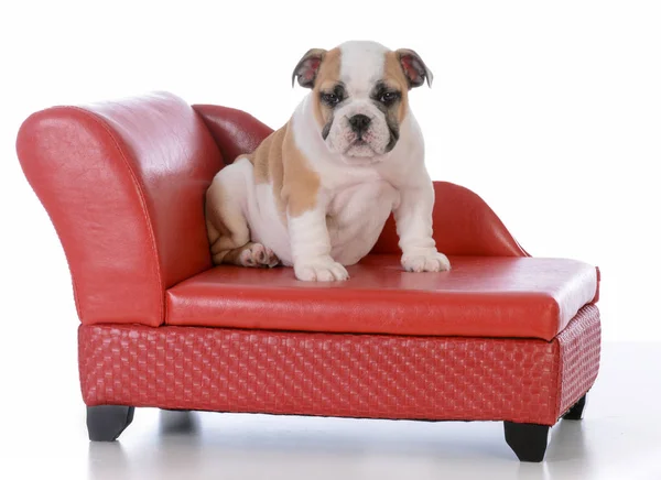 Щенок сидит на собачьем диване — стоковое фото