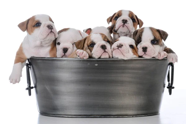 Ninhada de sete cachorros — Fotografia de Stock