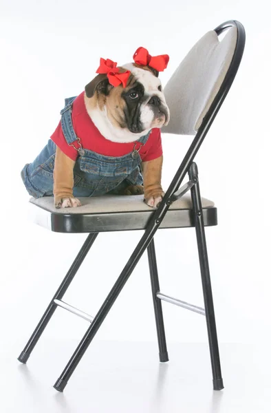 Cão sentado na cadeira — Fotografia de Stock