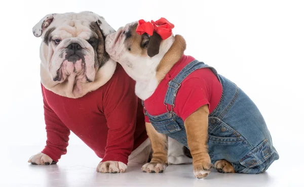Baba ve kızı köpekler — Stok fotoğraf