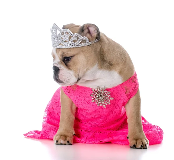 şımarık dişi köpek