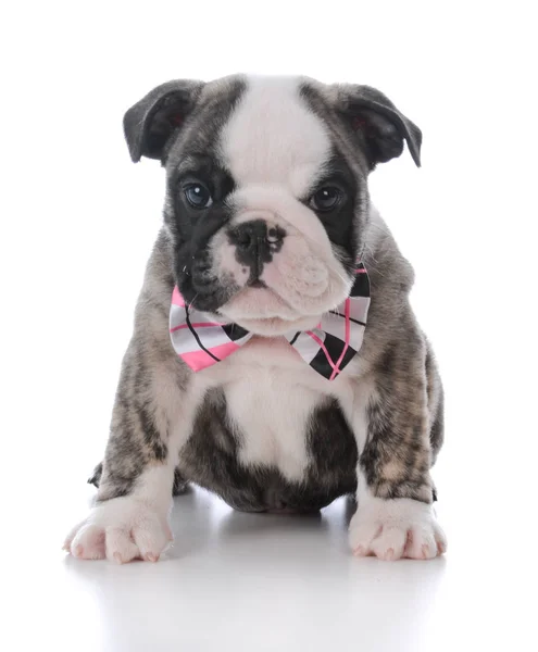 Adorable male puppy — Stock Photo, Image