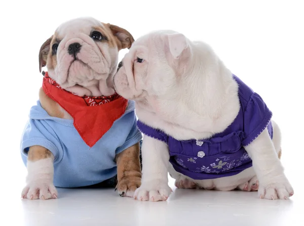 Male and female puppy Stock Picture