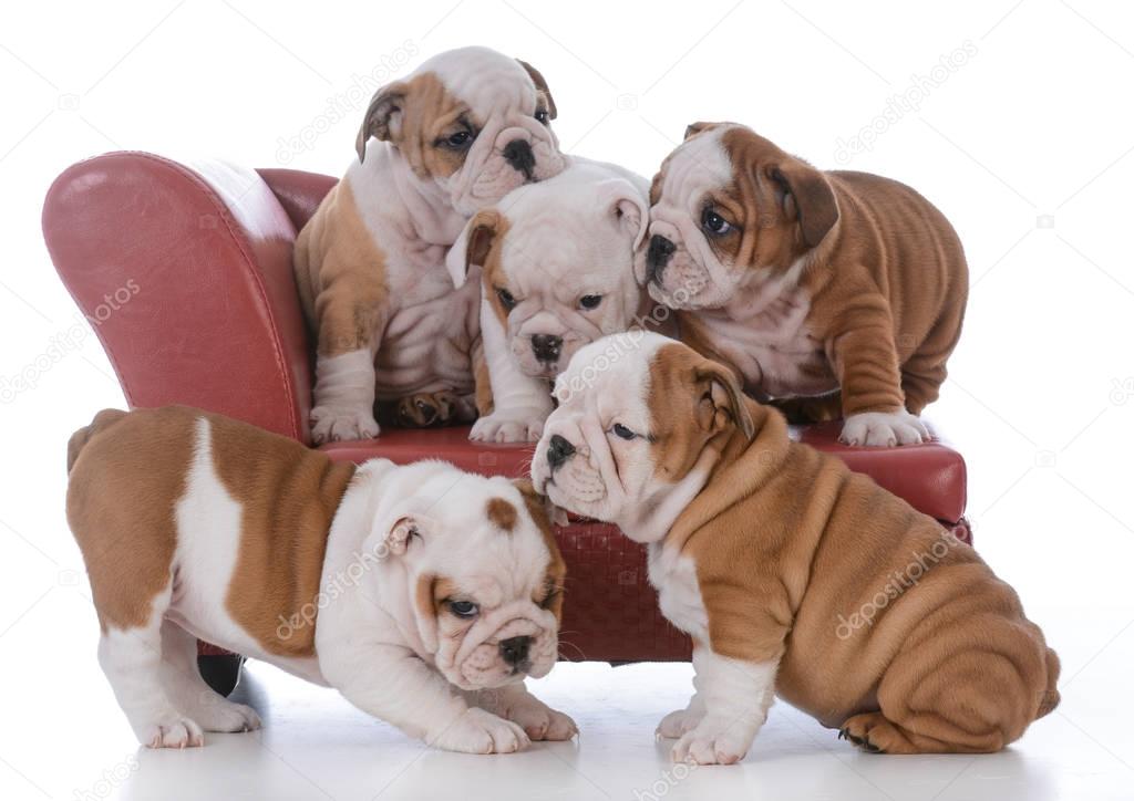 litter of bulldog puppies