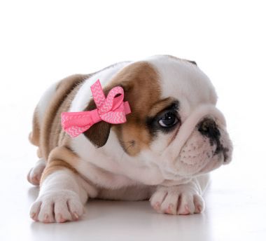 sevimli kadın köpek