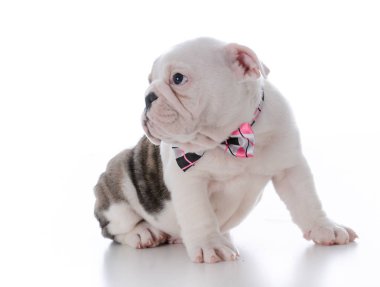 çok güzel erkek köpek yavrusu