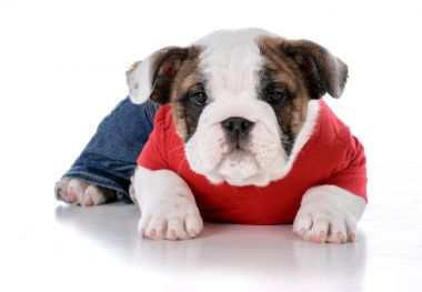 sevimli köpek giyim