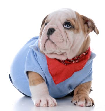 erkek bulldog köpek yavrusu