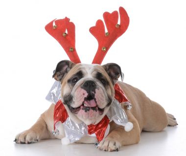 Rudolph boynuzları giyiyor köpek 