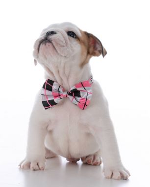 çok güzel erkek köpek yavrusu