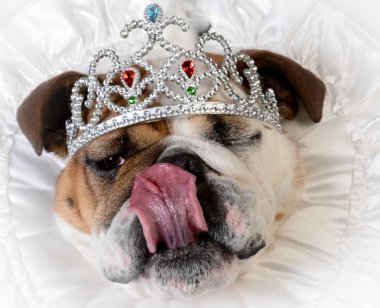şımarık dişi köpek