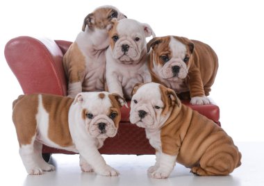 Çöp bulldog Puppies