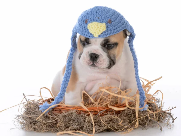 Schattige puppy in een vogelnest — Stockfoto