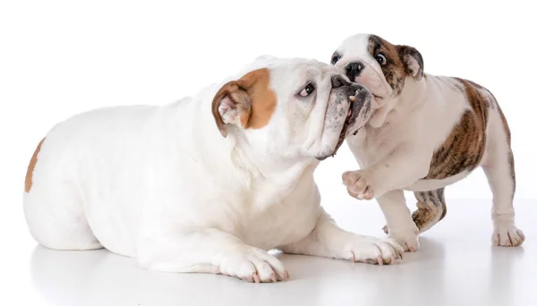 Adulto e cachorro bulldog — Fotografia de Stock