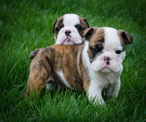 Twee puppies buiten — Stockfoto
