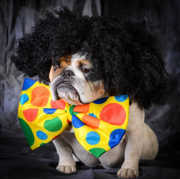 Dog dragen clown kostuum — Stockfoto