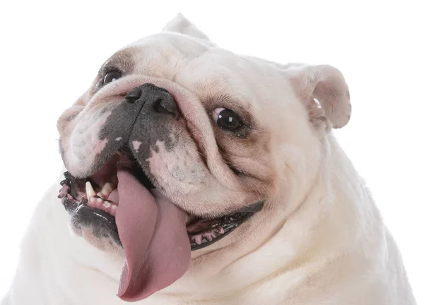 Hond met tong uit hijgen — Stockfoto