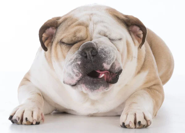 Hond met grappige expressie — Stockfoto