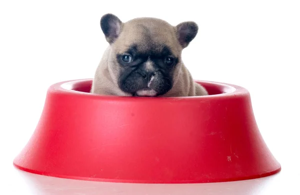 Cachorro sentado em uma tigela de comida — Fotografia de Stock