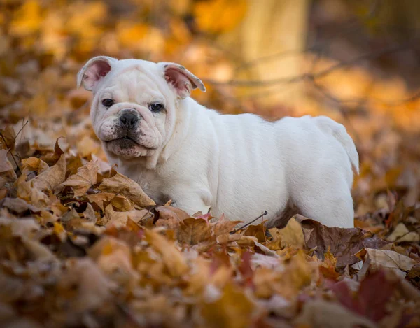 Puppy buiten spelen in de herfst — Stockfoto